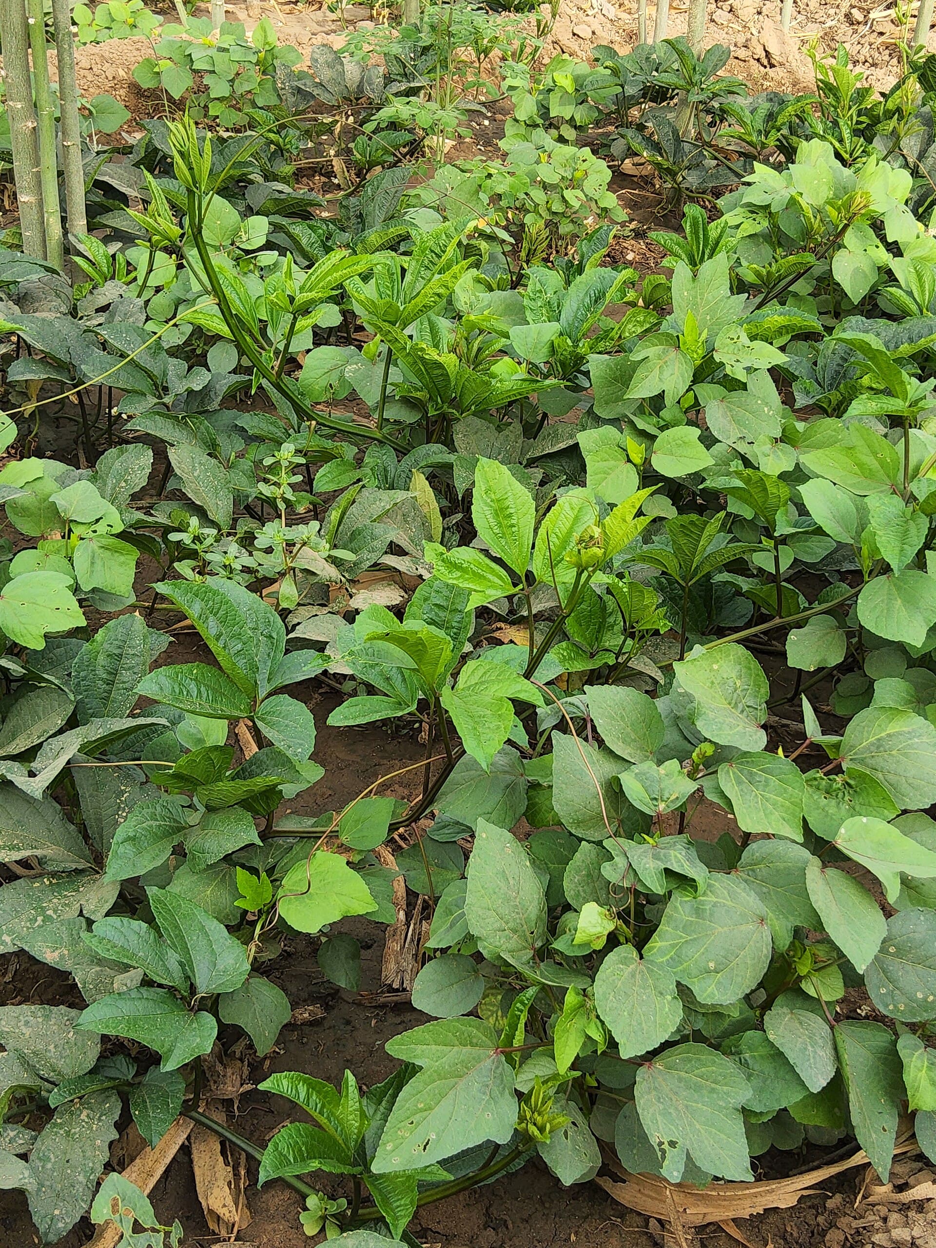 Fresh Ugu and traditional seasonings
